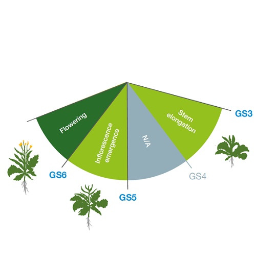 Stem elongation and flowering in oilseed rape (GS3–GS6)